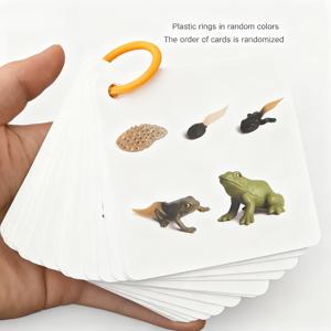 TEMU 34가지 종의 성장 주기, 식물 발달 과정을 담은 카드 세트, 개구리 진화