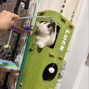 TEMU 태양욕 플랫폼이 있는 가정용 고양이 스크래칭 포스트. 두 가지 높이와 색상으로 제공되며, 뛰어넘는 플랫폼, 고양이 하우스, 태양욕 공간, 스크래칭 포스트 및 놀이 시간과 같은 다양한 시나리오에 적합합니다. 다수의 반려동물을 둔 가정에 이상적입니다.