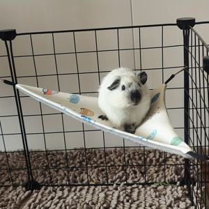 TEMU 새로운 햄스터 페럿 냉각용 매달린 침대 햄스터 삼각형 매달린 침대 꿀 가방 다람쥐 애완동물 매달린 침대 작은 애완동물 여름 매달린 침대