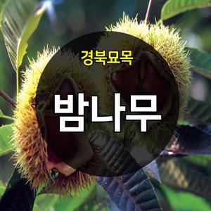 [경북묘목]밤나무묘목/대보.옥광.황율(건율).삼조생밤.접목1-2년생