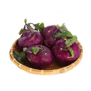 26년 수확 제주 햇 콜라비 10kg(특품)