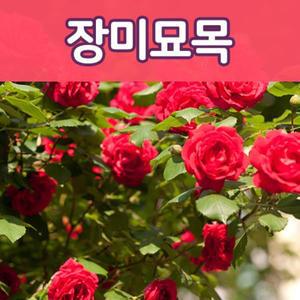 [태영원예묘목]사계 덩쿨 줄장미 사계땅장미  포트묘