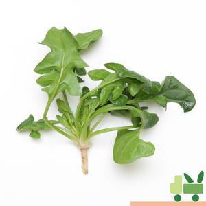 섬초 시금치 (상) 2Kg