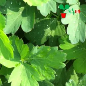 방풍 모종 (1개)~ 베란다 텃밭 시장 씨앗 채소 묘종