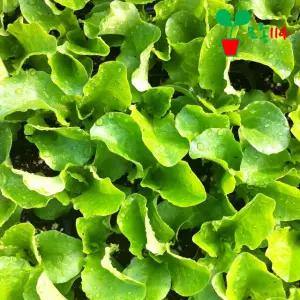 아삭이상추 모종 (6개)  베란다 텃밭 시장 씨앗 채소