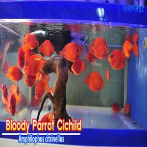 혈앵무 레드1마리 열대어