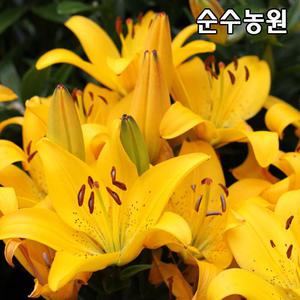 백합구근, 골든 매트릭스 3개