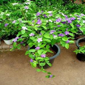 포도밭 자스민 꽃 화분 선물 인테리어