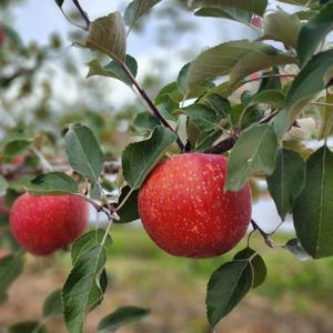 경북 꿀 햇부사 고당도 못난이사과 대과 5kg