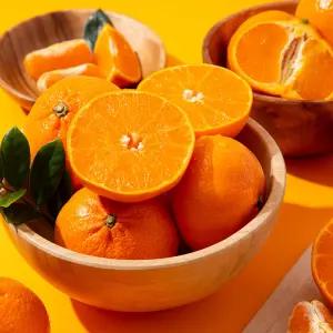 [미식한가] 제주 서귀포 노지 천혜향 (혼합과) 10kg