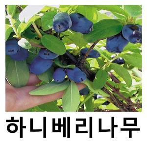 하니베리나무 묘목 하스카프 허니비 4치포트 2개묶음