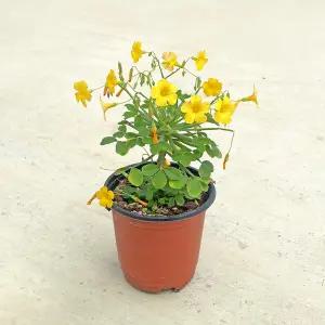 산미구엘라 사랑초 소형 노란색 꽃모종 목사랑초 산미구엘리