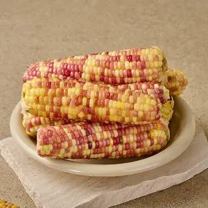 쫀득쫀득 간편 삶은 홍찰옥수수 대 10입 외