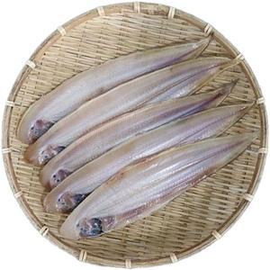 군산직발송 반건조 박대 31~33cm 천일염 냉풍건조