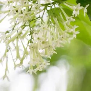 꽃모종 자스민 아래향나무 10cm분 3 개 KS