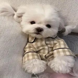 반려동물 롤업 체크 파자마 잠옷 강아지옷 (WFJX07B)