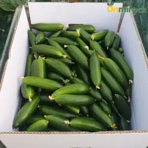 온미락 경북 미니오이 2kg 스낵오이 아삭 오이