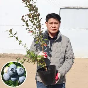 매도우락 블루베리나무 묘목 4년생 중묘 특묘 유실수 과수 과일나무 재배 수확 정원수 조경용 원예 가든