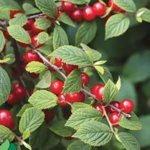 왕앵두나무 묘목 2년생 유실수 과실수 앵두묘목 과수 과일나무 재배 수확