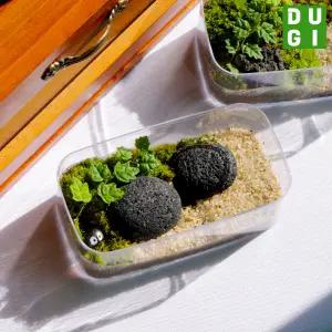 제주애기모람 테라리움 만들기 DIY 키트 티라미수 비단이끼 키우기 비바리움