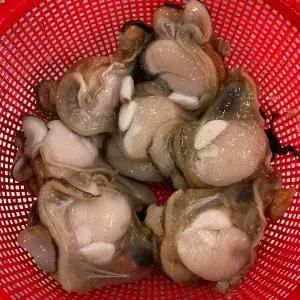 껍질제거 키조개1kg(날감지포함)