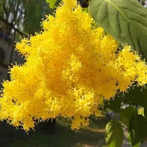 라일락나무 베이징 골드 h70cm전후 5종 택1 황금정향 라일락묘목 향기나는 꽃