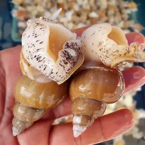 포항 백고동 1kg 25-35미 중 활백고동 자연산백고동 포항 백 골뱅이 생골뱅이 백고둥 생물골뱅이 활골뱅이