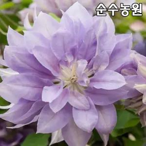 클레마티스 모종, 데니스더블 10cm사각화분 1개/큰꽃으아리/덩굴식물