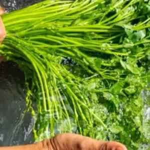 [산지직송] 청도 청정지하수 미나리 생으로 먹는 무농약 밭미나리 당일수확 당일발송