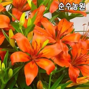 백합구근, 오렌지 매트릭스 3개