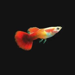 열대어 레드브론즈 구피 튼튼한 물고기