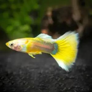열대어 옐로우 구피 튼튼한 물고기