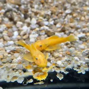 열대어 안시 숏핀 5cm내외 1마리 L144 이끼 청소 물고기