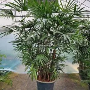 실내 화초 종려죽 250cm 개업나무 식당오픈선물