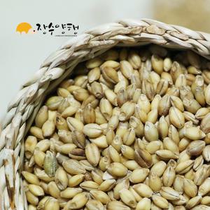 [장수양행] 황금보리 800g 국산 발아찰보리 식이섬유풍부