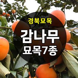 [경북묘목]감나무묘목모음/대왕대봉(야오끼),대봉.둥시(곶감),차량,태추단감