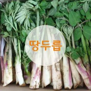 땅두릅 1박스(2kg)-싱싱한 당일입찰상품