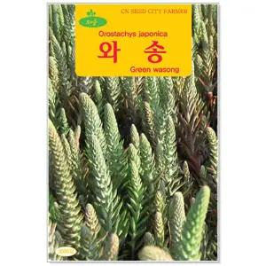 민속씨앗 와송 5000립