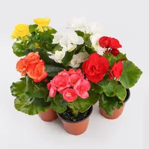 갑조네 꽃베고니아(4개)(랜덤)