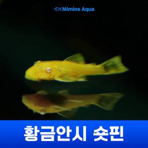 황금안시 숏핀 (3cm ~ 5cm미만)
