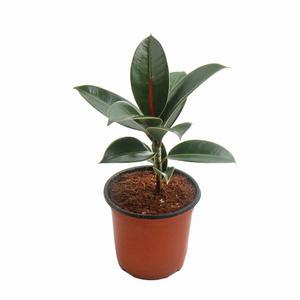 멜라닌고무나무(소품)