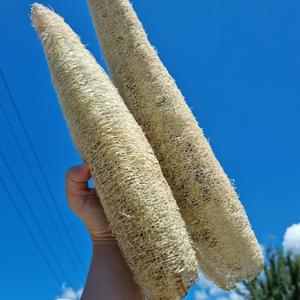 구례 지리산골 국내산 천연수세미 50cm내외 x 5개 친환경 수세미 열매