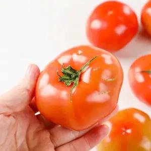 [수토마켓] 못난이토마토 5kg GAP