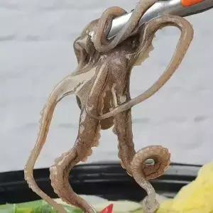 수락수산 뻘에서 잡은 목포 산낙지(소)5미(미당60~80g내외)