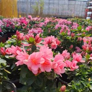 방울철쭉 아잘레아 아젤리아 왜성철쭉 포트 묘목 봄꽃 관목 정원조경나무 (목하원예조경)