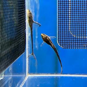 티아쿠아 열대어 로얄 팔로웰라 1마리 (약5cm전후) 청소고기 물고기 관상어