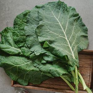 친환경 유기농 케일 1kg