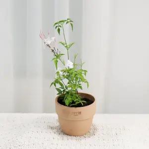 갑조네 학자스민