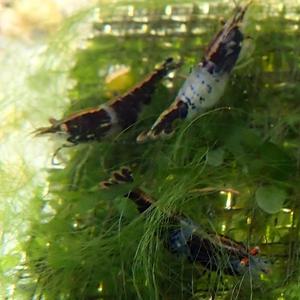 블랙릴리 새우 10마리 관상용 어항 수초 이끼청소