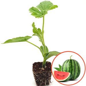 파머씨드 수박 모종 4개 접목 고당도 과일 스테비아 맛있는 하우스 꿀수박 키우기